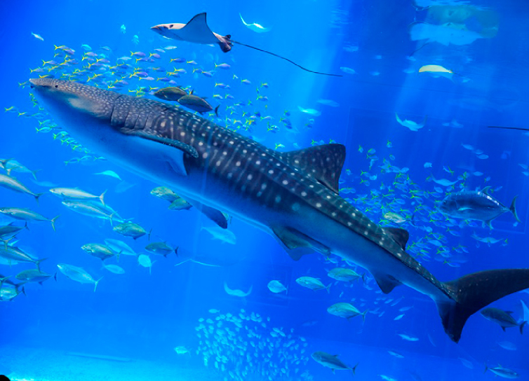 美ら海水族館・沖縄旅行 | Peachで行く国内旅行ツアー｜ラド観光