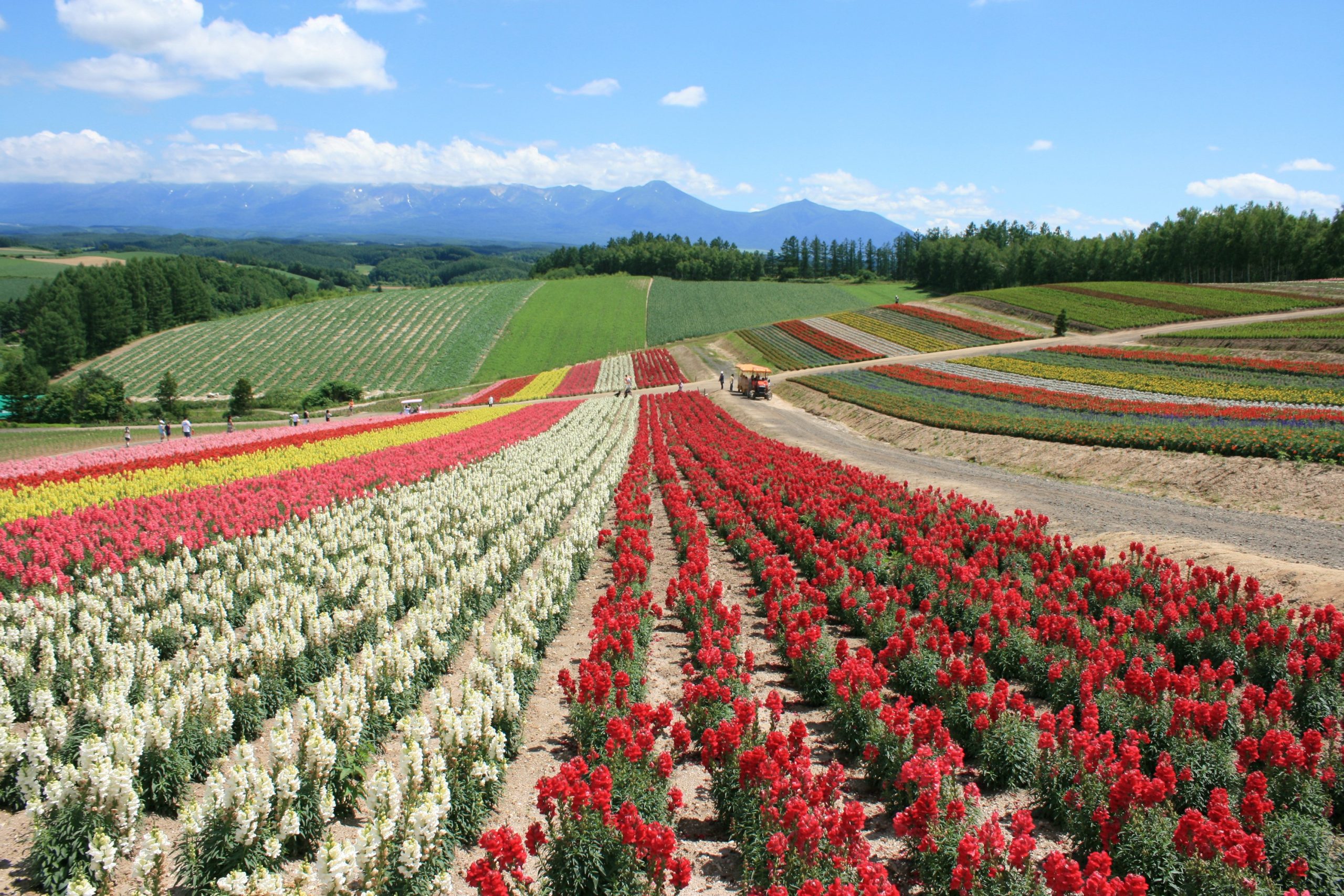 富良野美瑛・北海道旅行 | FDAフジドリームエアラインズ利用の国内旅行