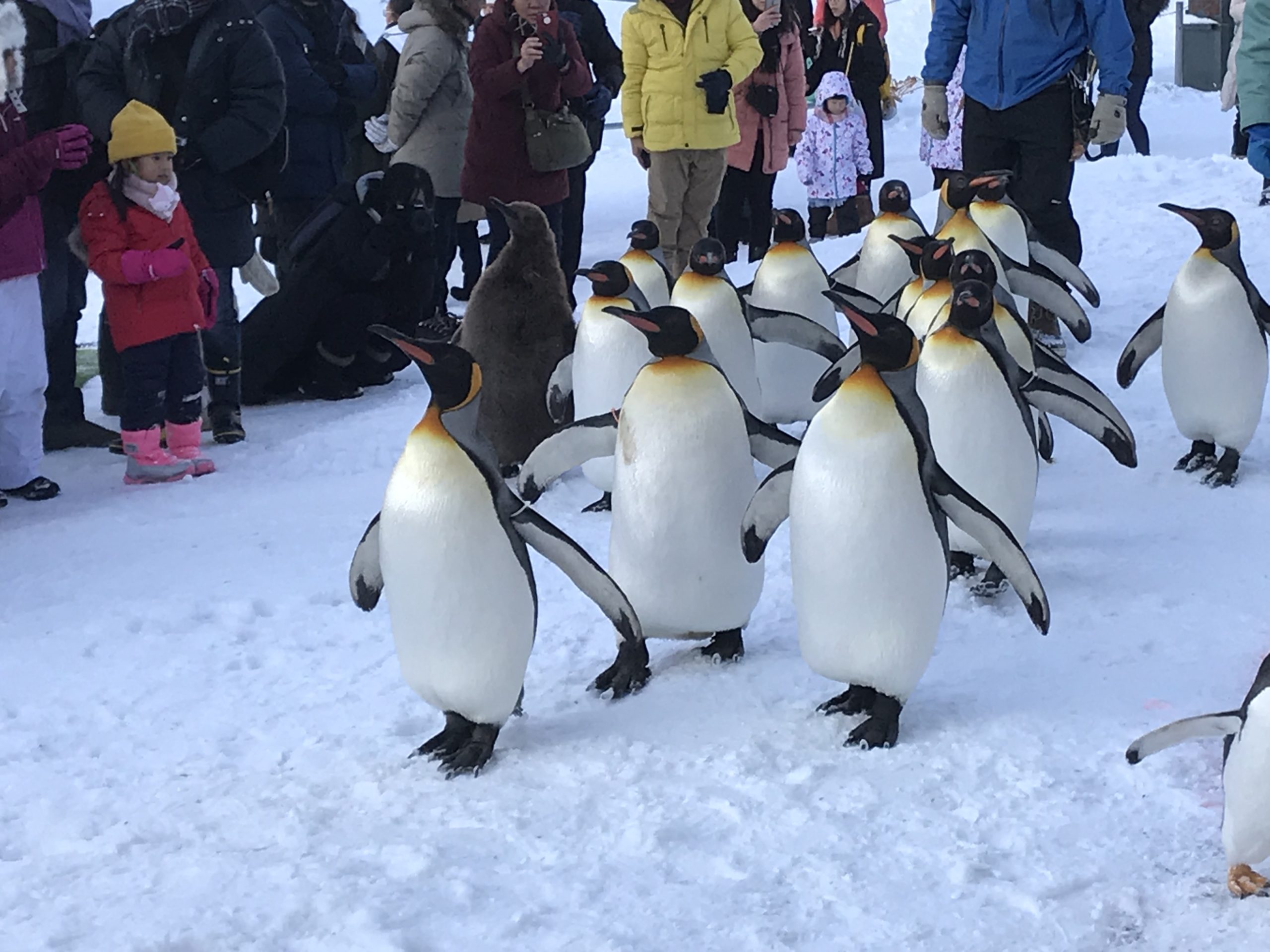 旭山動物園 北海道旅行 | FDAフジドリームエアラインズ利用の国内旅行