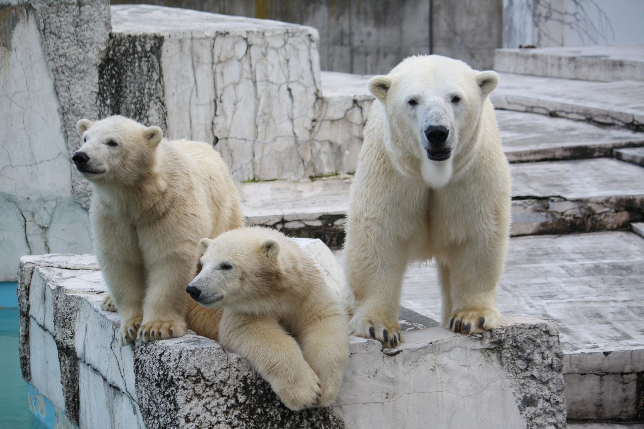 円山動物園・北海道旅行 | TOKI AIRトキエア利用の国内旅行ツアー